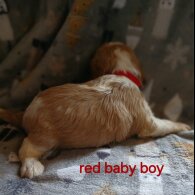 Cavalier King Charles Spaniel - Both