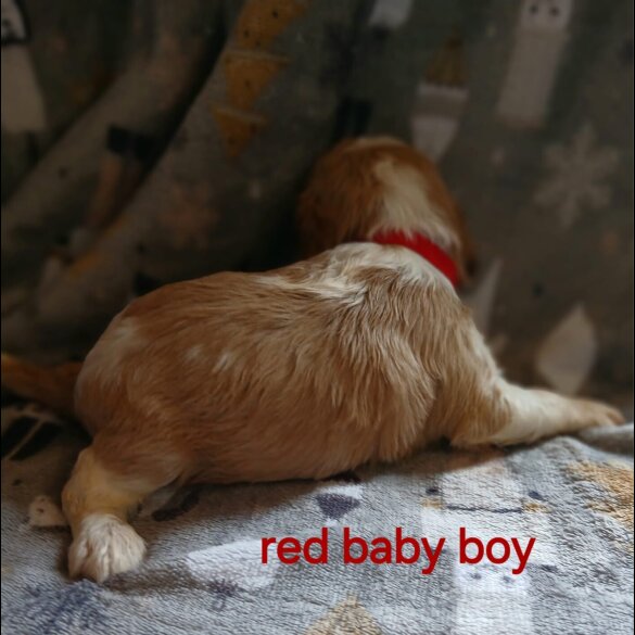 Cavalier King Charles Spaniel - Both