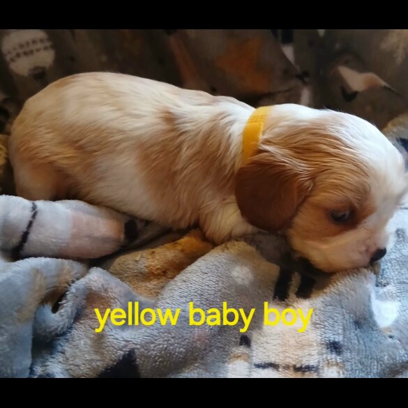 Cavalier King Charles Spaniel - Both