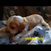 Cavalier King Charles Spaniel - Both