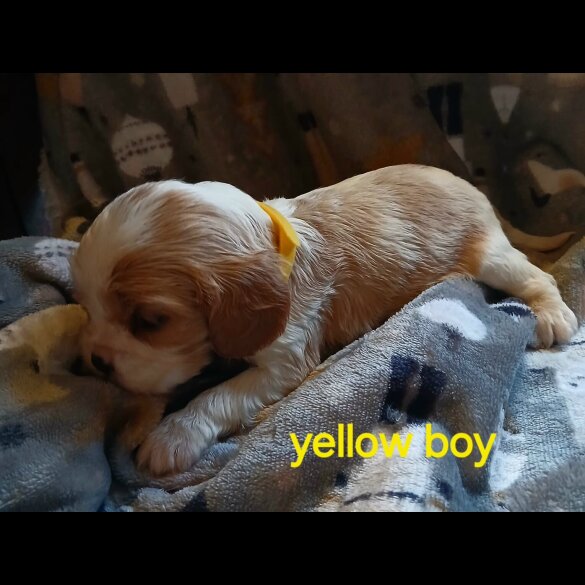 Cavalier King Charles Spaniel - Both
