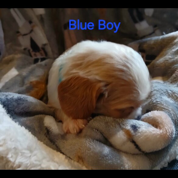 Cavalier King Charles Spaniel - Both