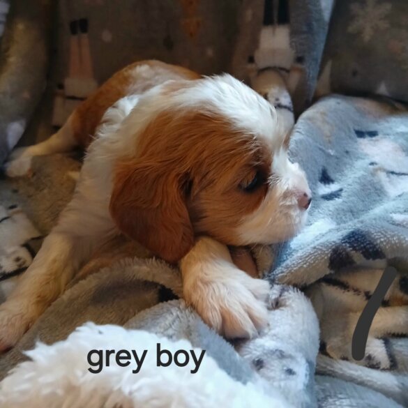 Cavalier King Charles Spaniel - Both