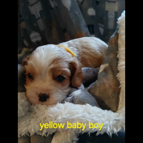 Cavalier King Charles Spaniel - Both