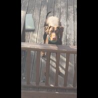 Doberman