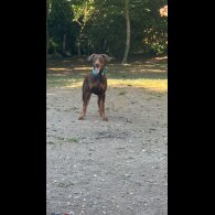 Doberman