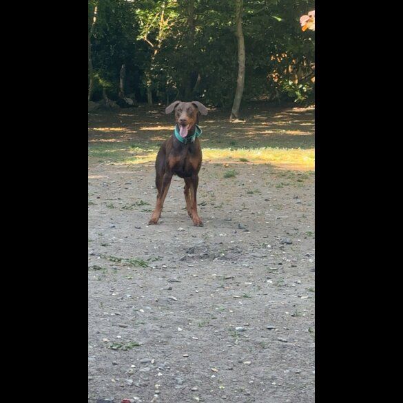 Doberman