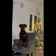 Doberman