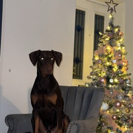 Doberman