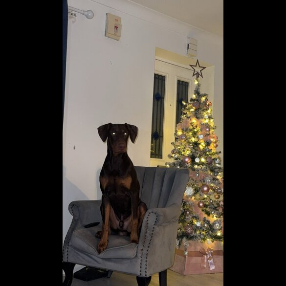 Doberman