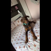 Doberman