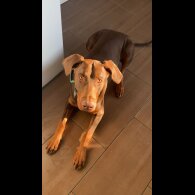 Doberman