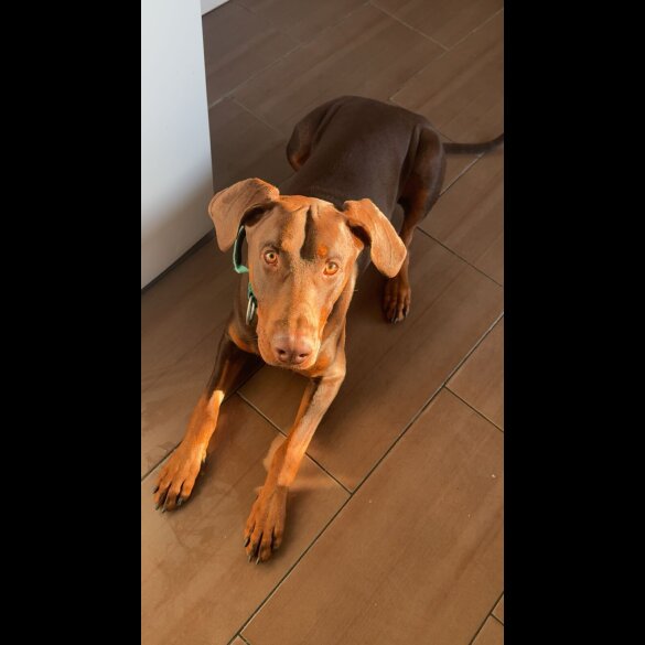 Doberman