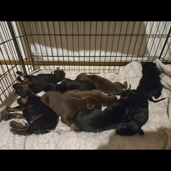 Doberman - Both