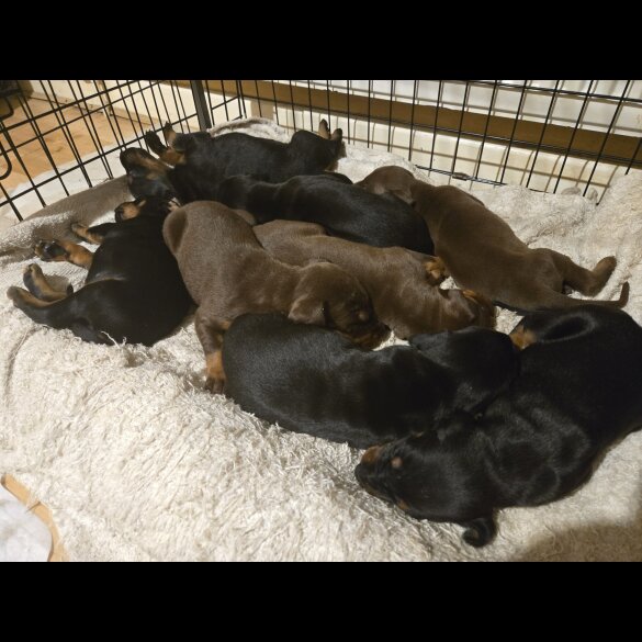 Doberman - Both
