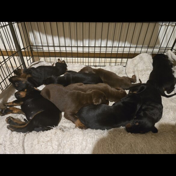 Doberman - Both