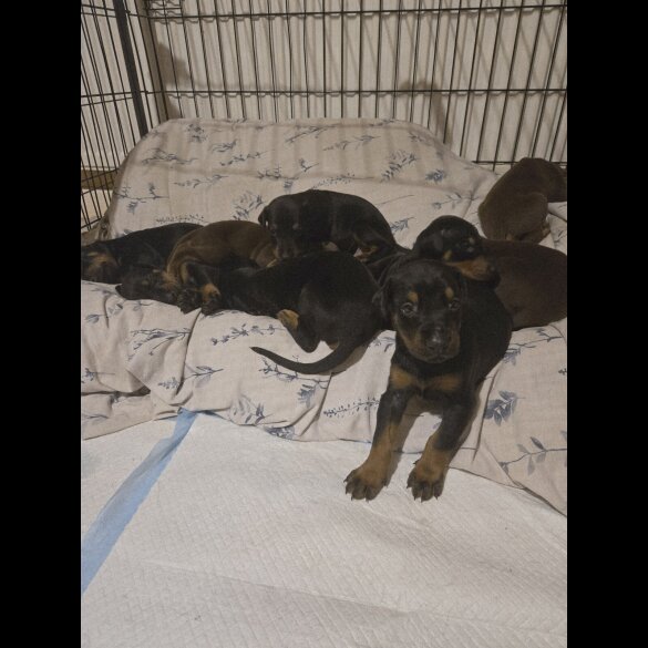 Doberman - Both