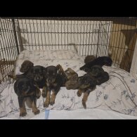 Doberman - Both