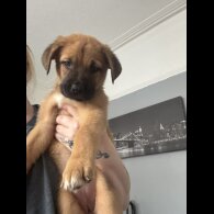 Mixed Breed - Both