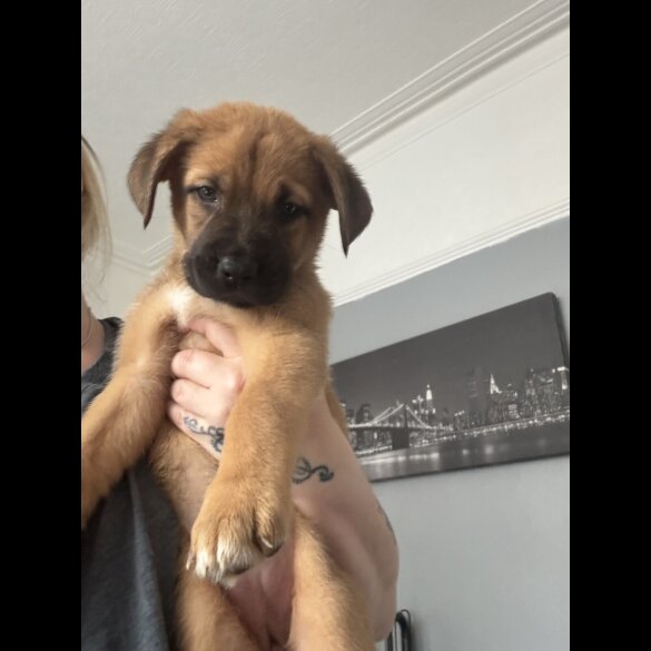 Mixed Breed - Both