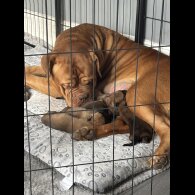 Mixed Breed - Both