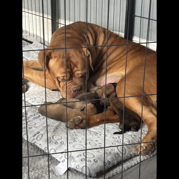 Mixed Breed - Both