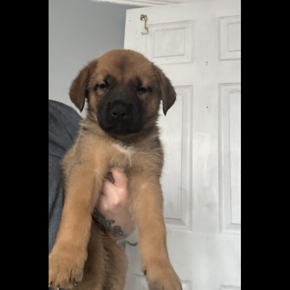 Mixed Breed - Both