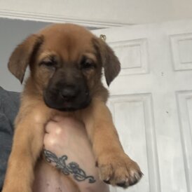 Mixed Breed - Both