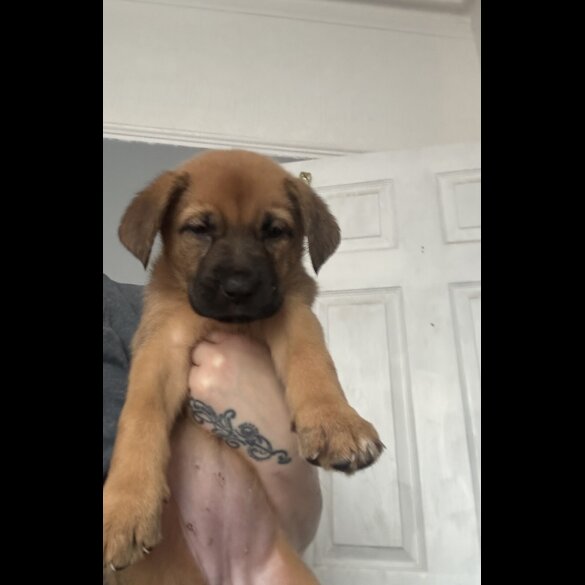 Mixed Breed - Both