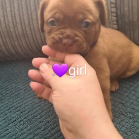 Dogue De Bordeaux - Both