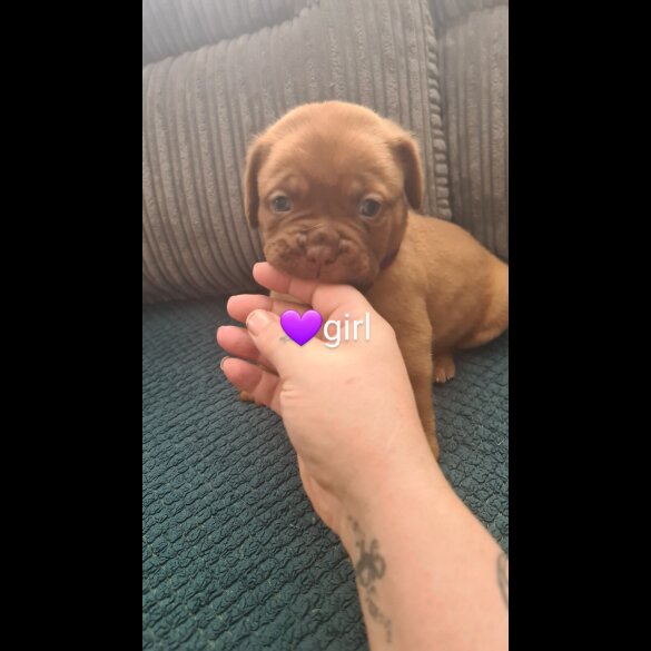 Dogue De Bordeaux - Both