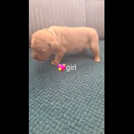 Dogue De Bordeaux - Both