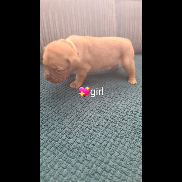 Dogue De Bordeaux - Both