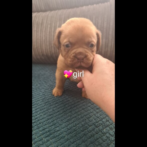 Dogue De Bordeaux - Both