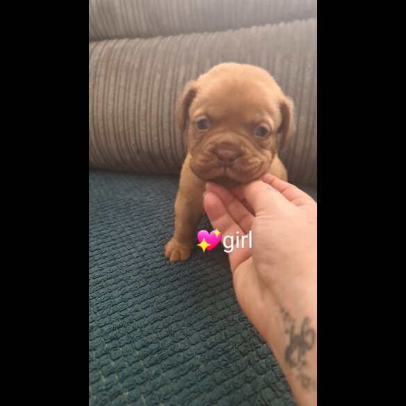 Dogue De Bordeaux - Both