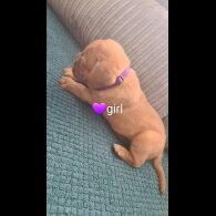 Dogue De Bordeaux - Both