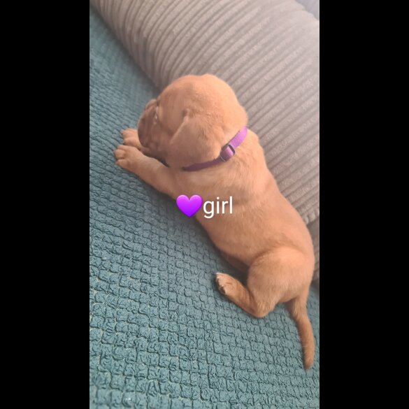 Dogue De Bordeaux - Both