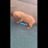 Dogue De Bordeaux - Both