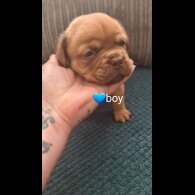 Dogue De Bordeaux - Both