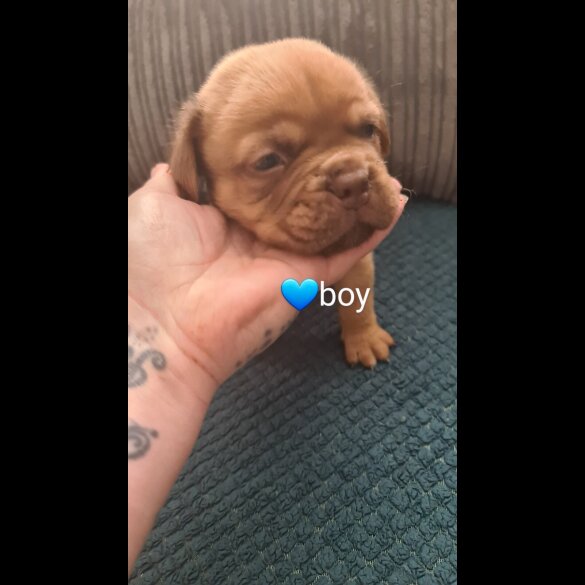Dogue De Bordeaux - Both