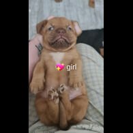 Dogue De Bordeaux - Both