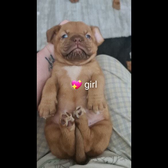 Dogue De Bordeaux - Both