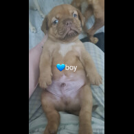 Dogue De Bordeaux - Both