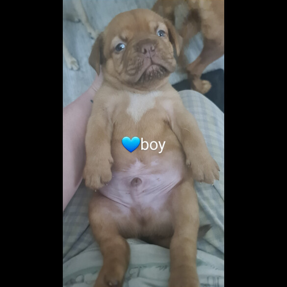 Dogue De Bordeaux - Both