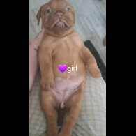 Dogue De Bordeaux - Both