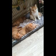 Dogue De Bordeaux - Both