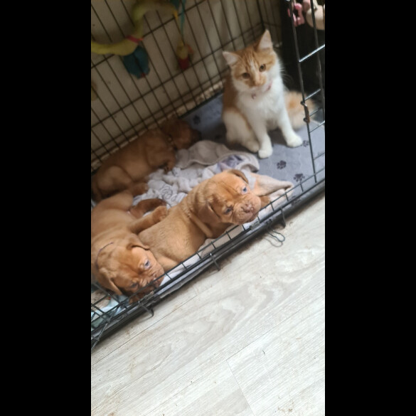 Dogue De Bordeaux - Both