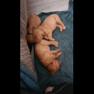 Dogue De Bordeaux - Both