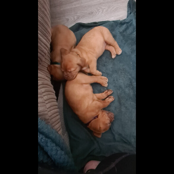 Dogue De Bordeaux - Both
