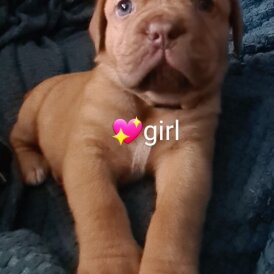 Dogue De Bordeaux - Both